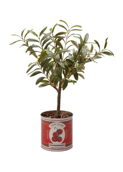 Matalan Olive Tree in Tin £25