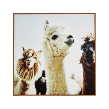 Llama Illustration Frame