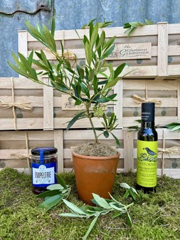The Olive Enthusiasts Hamper