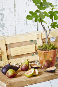 https://w-ww.prshots.co.uk/contents/archives/4061/1655/images/thumb350x287_auto/the_gluttonous_gardener_5th-wedding-anniversary-personalised-fig_8d2e2_thumb.jpg